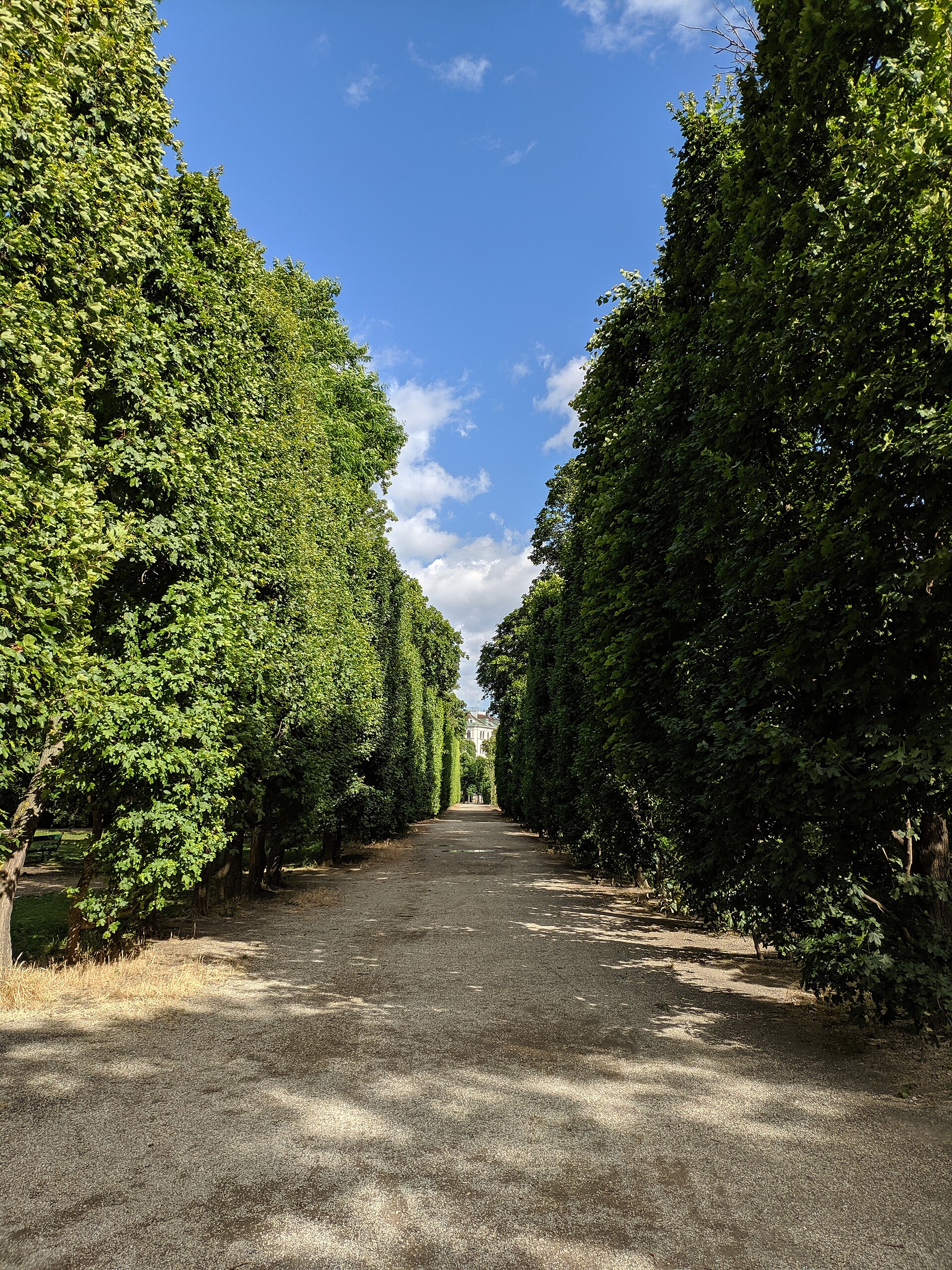 Originalaufnahme einer baumgesäumten Allee im Augarten